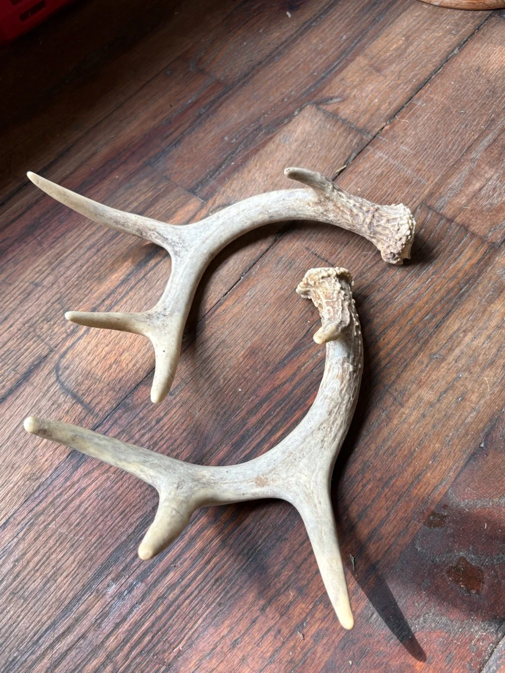 Naturally Shed Whitetail Deer Antlers